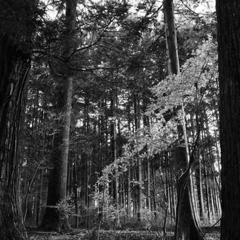 Ricoh-GR-IV-Monochrome_8.jpg