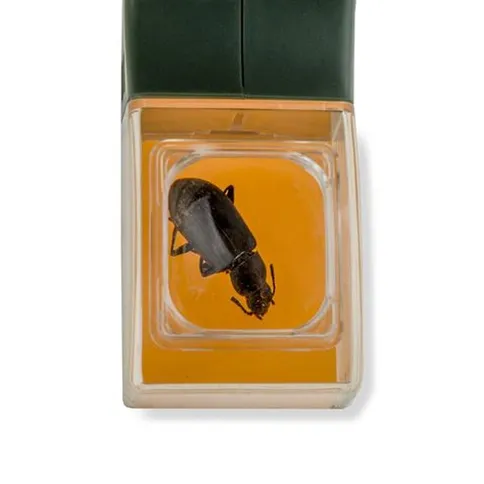 Carson-Bugview-Vergrootglas-met-een-hands-insectenvanger_5.jpg
