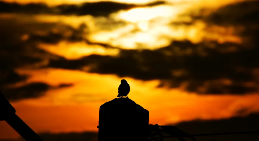 silhouet_fotografie.png
