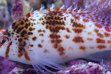 How-To: Underwater Photography