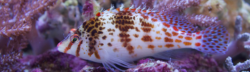 How-To: Underwater Photography