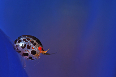 Tips for Underwater Photography