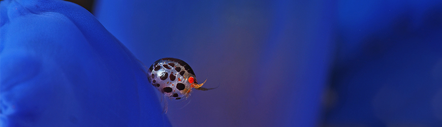 Tips for Underwater Photography