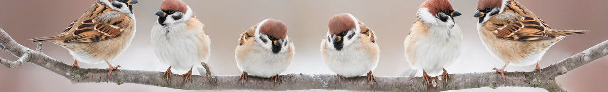 6 Tips voor vogelfotografie