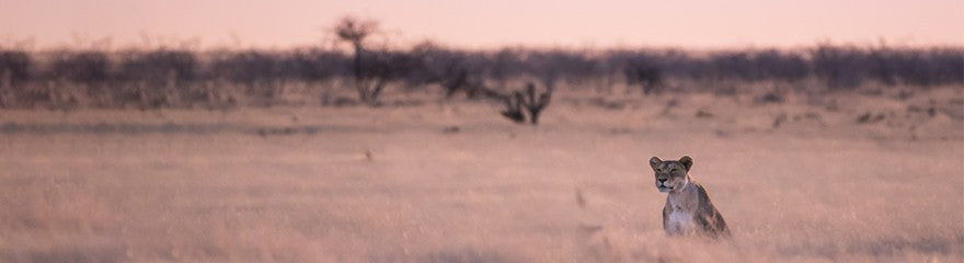 Best locations for animal photography