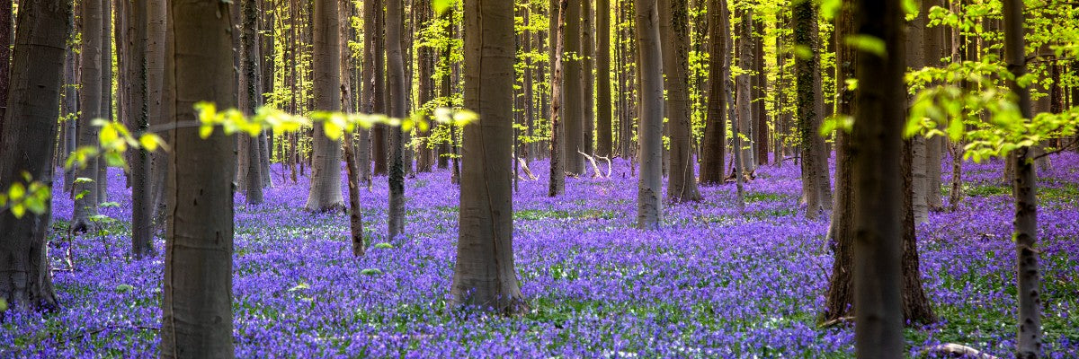 Nature photographer Ines Goovaerts tells you everything about photographing bluebells