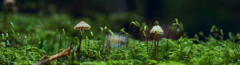 Depth of field