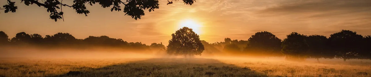 Backlight photography