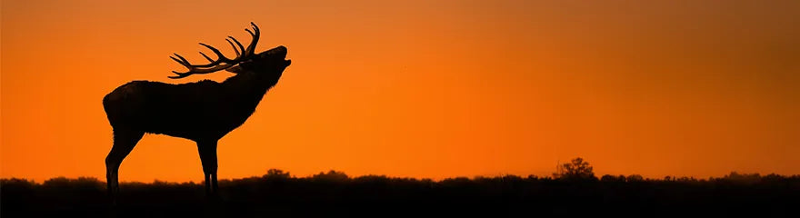 Everything about photographing bellowing stags during the rut