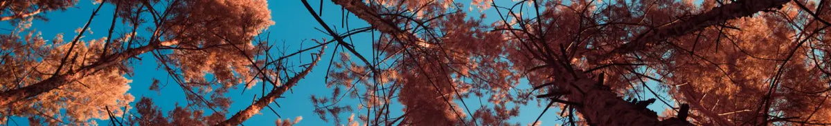 Infrared photography