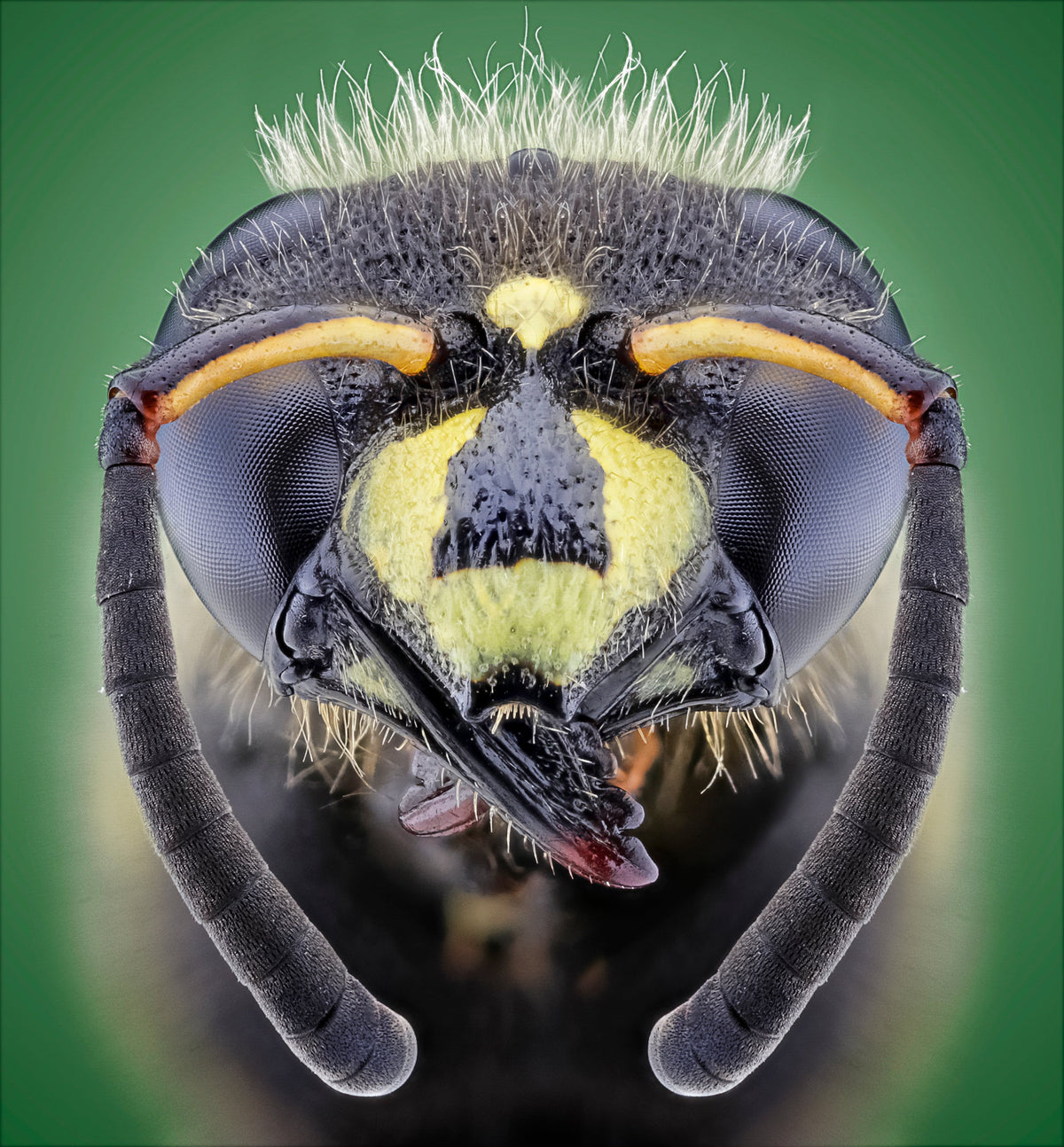 A Guide to Extreme Macro Photography