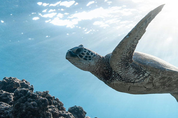 Must-Haves for Underwater Photography