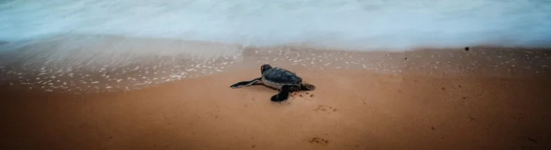 Slow motion video banner