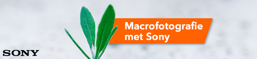 Macro Photography With Sony