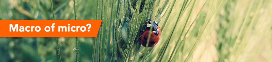 Macro vs. Microphotography Explained