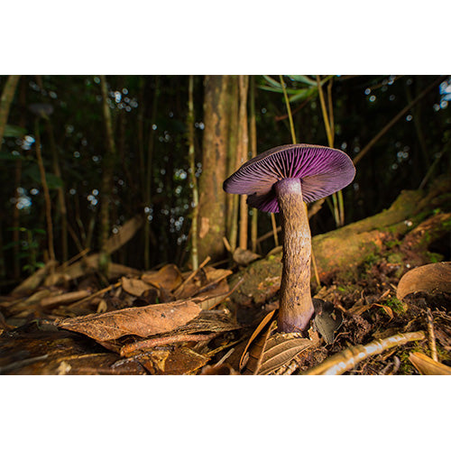 Laowa 15mm F4 Macro Nikon
