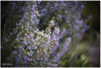 Lensbaby Twist 60 Sony