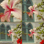 Hoya 55mm Close-Up Set (+1,+2,+4) II HMC
