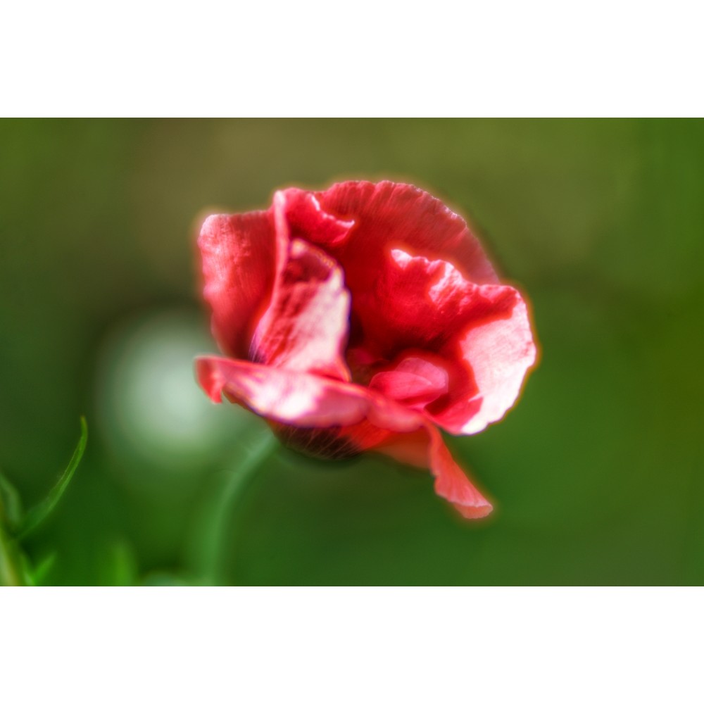 Lensbaby Velvet 85 Black Canon