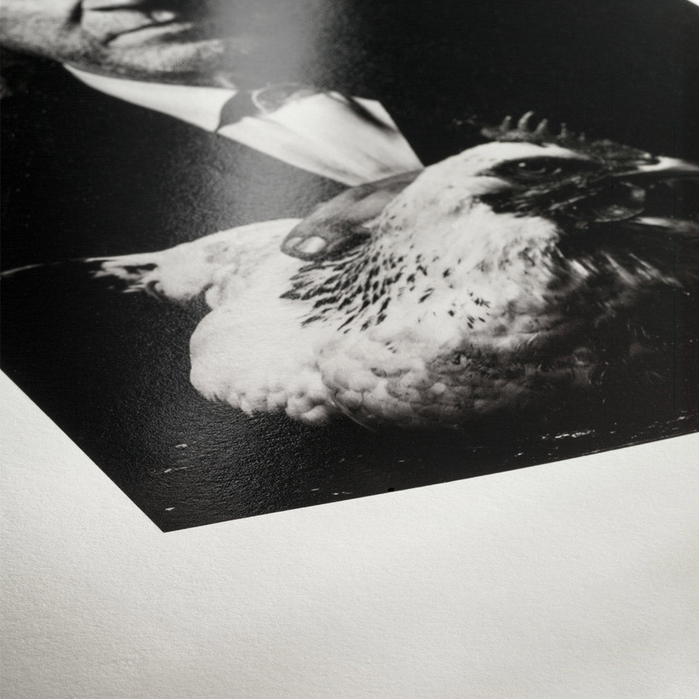 Hahnemühle Photo Rag Baryta A3+ 25 Sheets