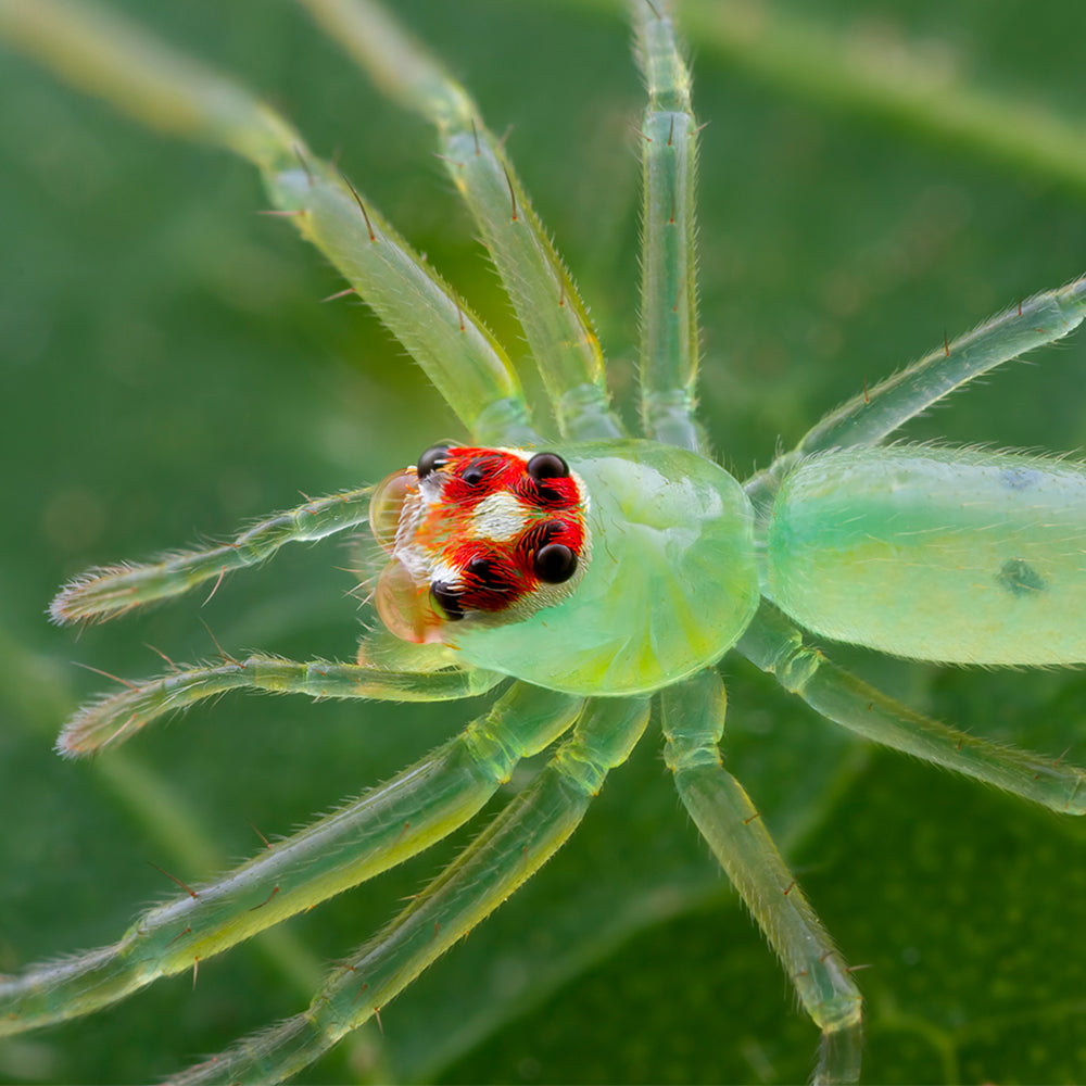 Laowa 25mm f/2.8 2.5-5x Ultra Macro Sony FE