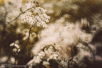 Lensbaby Sol 45 Sony E