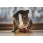 LensBaby Velvet 56 Black Nikon Z