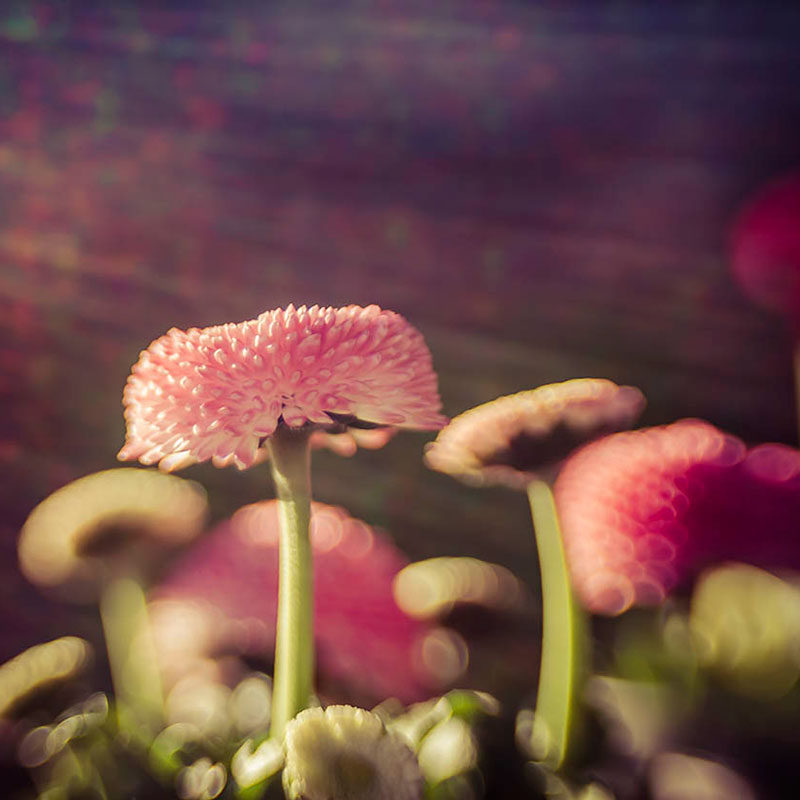 Lensbaby Composer Pro II with Sweet 50 lens Canon RF