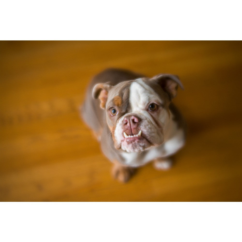 LensBaby Velvet 56 Black Canon RF