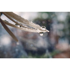 LensBaby Velvet 56 Black Canon RF