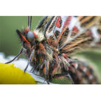 Venus Optics Laowa 100mm f/2.8 2X Ultra-Macro APO Lens for Canon RF