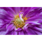 Lensbaby Spark 2.0 Canon RF