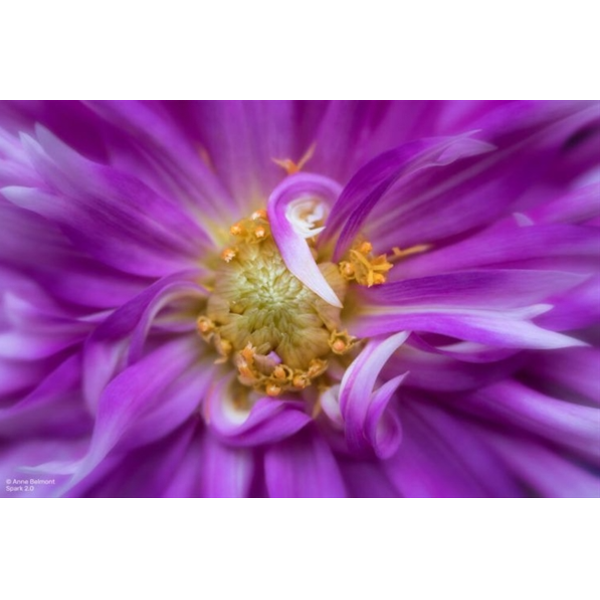 Lensbaby Spark 2.0 Canon RF