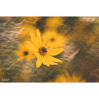 Lensbaby Composer Pro II w/ Double Glass II for Canon EF