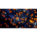 Bresser MikroCamII 9MP 4K 1" Microscope Camera