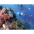 Sealife Sea Dragon 5000+ Color Boost COB LED Photo-Video Light (incl. Light Head, Flex-Connect YS & 1" Ball Joint Adapter, Battery & Charger)