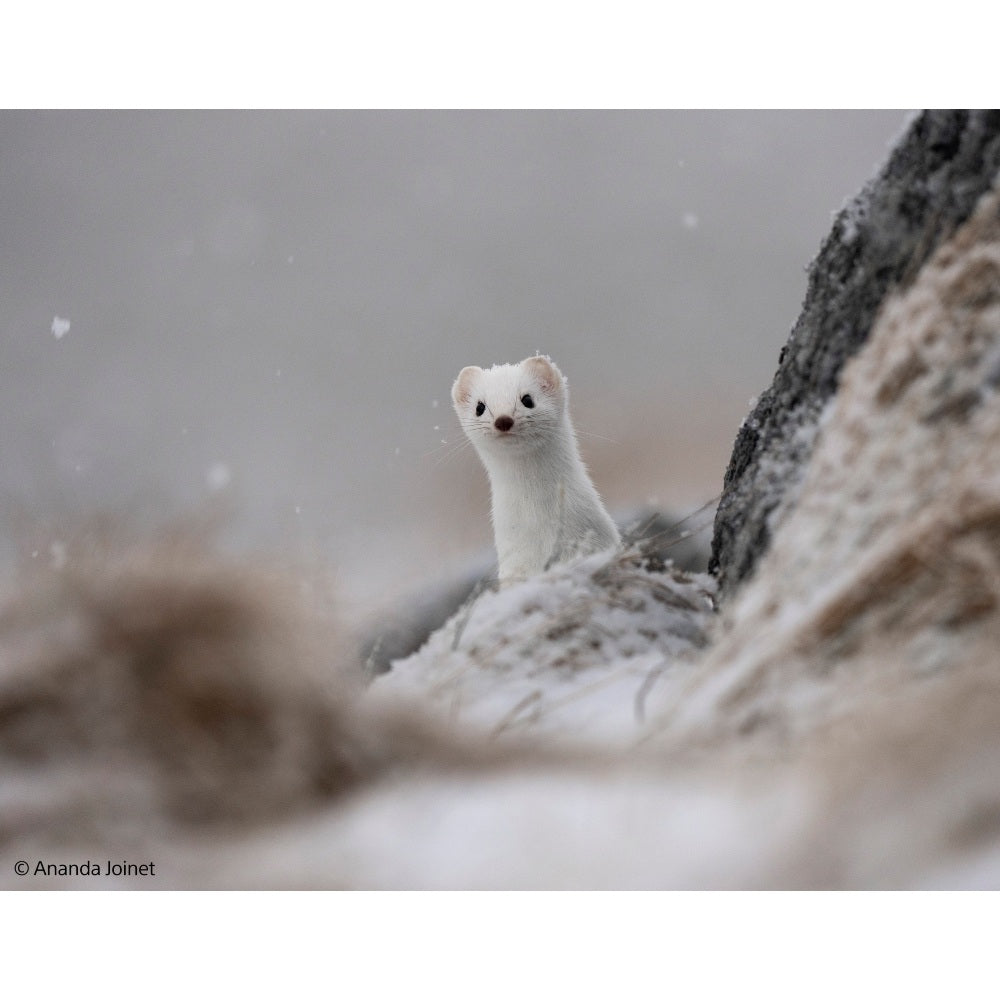 Sony FE 400-800mm f/6.3-8 G OSS