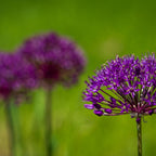 Tamron 70-180mm f/2.8 Di III VC VXD G2 - Nikon Z