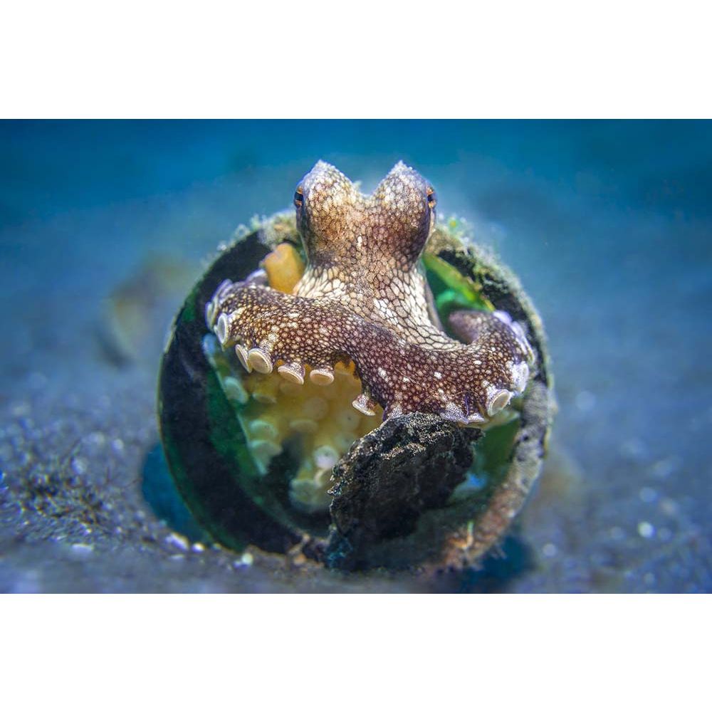 Sealife Macro lens +6 (67mm) for all Sportdiver models